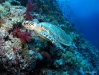 DSC00896.JPG