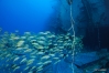 DSC01705-1.JPG