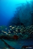 DSC01707.JPG