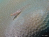 IMG_1068.JPG