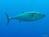 IMG_1262.JPG